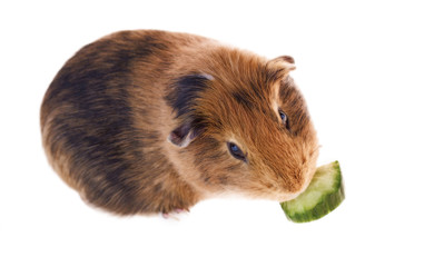 Red guinea pig