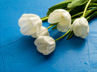 White Tulips over blue