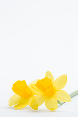 Fototapeta premium Pair of pretty yellow daffodils with copy space