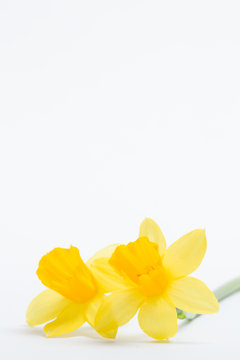 Pair of pretty yellow daffodils with copy space