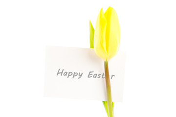 Yellow tulip with a white and blank card on a white background