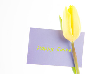 Beautiful yellow tulip with a mauve happy easter card on a white