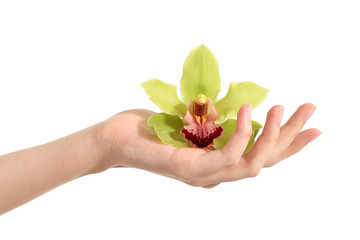 Beautiful woman hand holding a green orchid