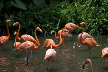 Flamingos, Jurong Bird Park, Singapore