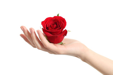 Fototapeta premium Beautiful woman hand holding a red rose