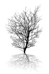 Abstract tree