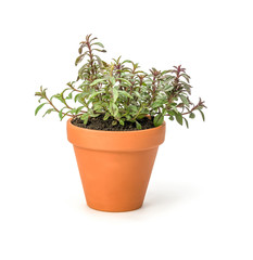 Bohnenkraut im Tontopf