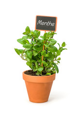 Menthe
