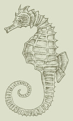 sea horse