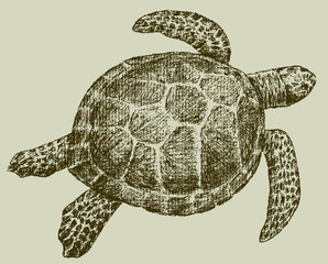 Fototapeta premium sea turtle
