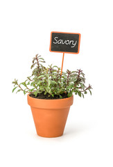 Savory in a clay pot with a wooden label