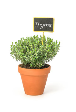 Thyme in a clay pot with a wooden label