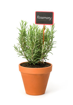 Rosemary in a clay pot with a wooden label