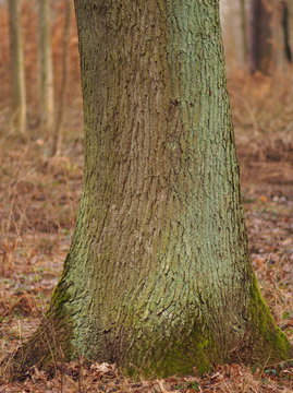 Eichenbaum mit Moosbelag