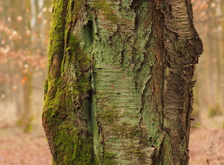 Obraz premium Baumstamm mit Moosbelag