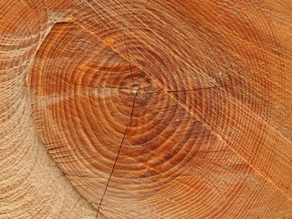 Fototapeta premium Jahresringe eines Baumes