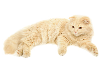 Scottish highland cat