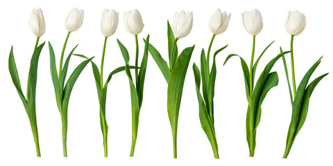 Fototapeta white tulips obraz