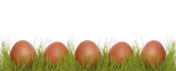 Brown chicken eggs in a grass