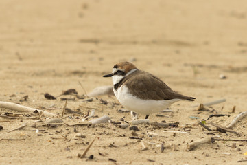 Kentish Plover on one leg