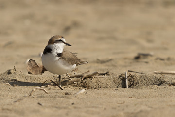 Kentish Plover on one leg