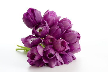 Liegende lila Tulpen