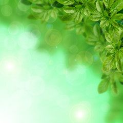 Green leaves on the blurred background