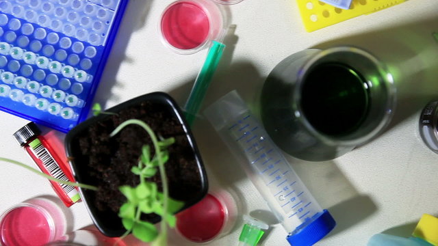 Table in the genetic laboratory, develop GMO plants