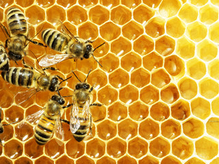 Close up view of the working bees on honey cells - obrazy, fototapety, plakaty