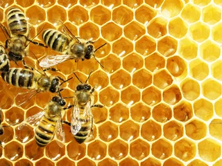 Foto op Plexiglas Close-up van de werkende bijen op honingcellen © Dmytro Smaglov