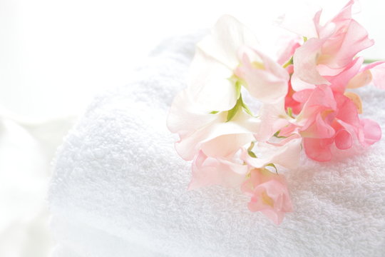 sweet pea on white towel for house keeping image