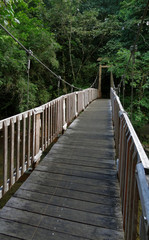 Fototapeta na wymiar most w dżungli