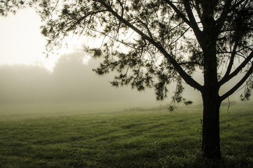 Fototapeta na wymiar foggy field
