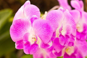 Fototapeta na wymiar beautiful orchid