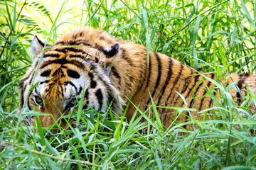 Fototapeta premium Bengal Tiger