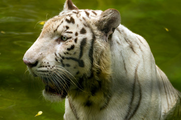 Fototapeta premium White Tiger