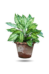 Dieffenbachia plant.