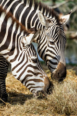 Fototapeta premium Zebras