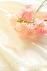 Fototapeta na wymiar pink sweetpea on silk for background image