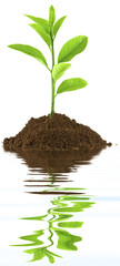 plant de jeune citronnier