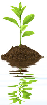 plant de jeune citronnier