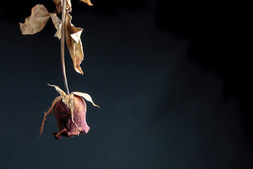 Fototapeta premium Close up of withered rose