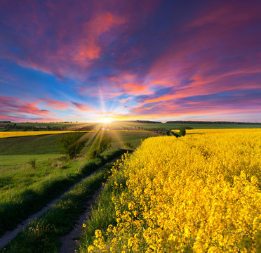 Summer Landscape with a field of yellow flowers. Sunrise