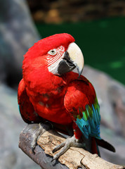 macaw bird