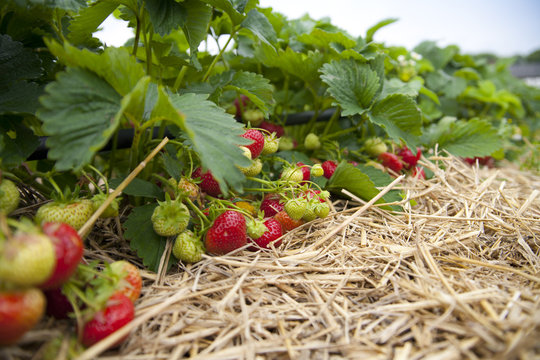 Erdbeeren auf dem Feld