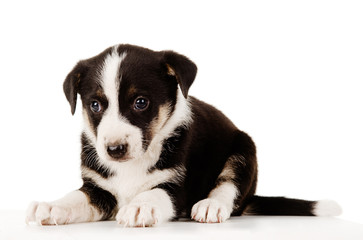 Black Puppy Lying Down. isolated on white