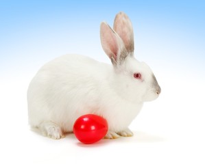 Obraz premium White rabbit with red Easter egg