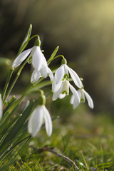 Schneeglöckchen