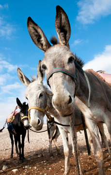 Bedouin donkey.