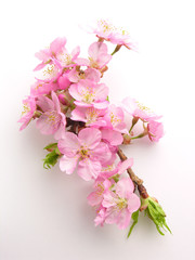 カワヅザクラ Sakura tree